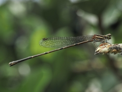 Prodasineura autumnalis