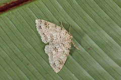 Paraphoides