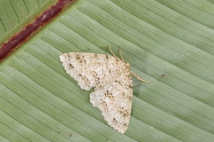 Paraphoides