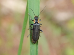 Cantharis obscura