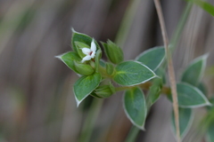 Pimelea pseudolyallii