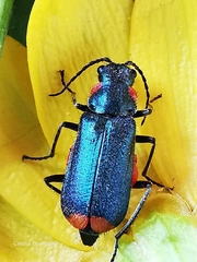 Malachius lusitanicus