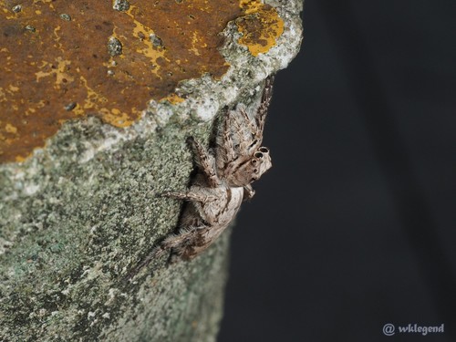 Cocalus concolor