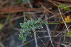 Pimelea pseudolyallii