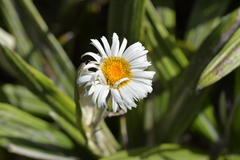 Celmisia spectabilis magnifica