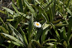 Celmisia spectabilis magnifica