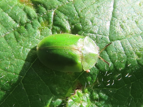 Thistle Tortoise Beetle, 9717 BE Groningen, Netherlands, photo 9 of 10