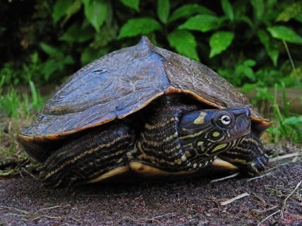 Ouachita Map Turtle