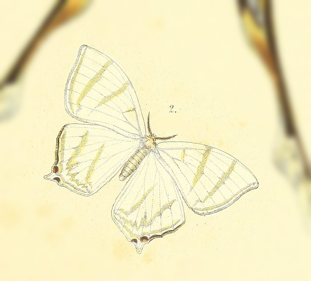 Therinia geometraria