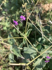 Commicarpus pentandrus