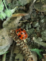 Harmonia axyridis