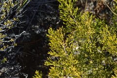 Halocarpus