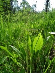 Dichanthelium praecocius