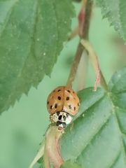Harmonia axyridis