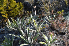 Celmisia spectabilis magnifica