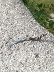 Cryptoblepharus novohebridicus