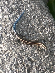 Cryptoblepharus novohebridicus