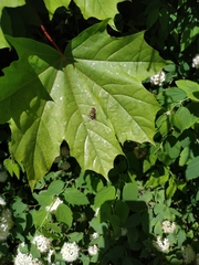 Syrphidae