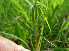 Dichanthelium praecocius