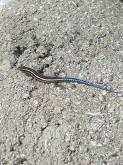 Cryptoblepharus novohebridicus