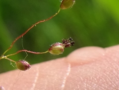 Dichanthelium praecocius