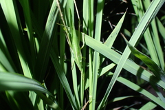 Euconocephalus nasutus