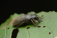 Rhipiceridae