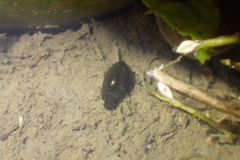 Sternolophus rufipes