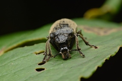 Rhipiceridae