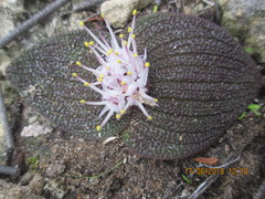 Massonia longipes