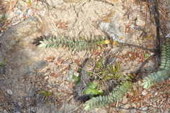 Veronica pinguifolia