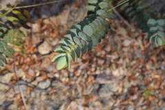 Veronica pinguifolia