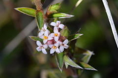 Pimelea pseudolyallii