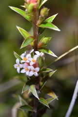 Pimelea pseudolyallii