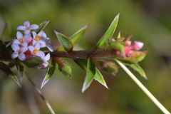 Pimelea pseudolyallii
