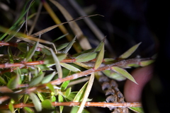 Pimelea pseudolyallii