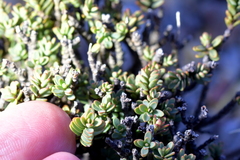Pimelea traversii