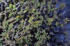 Pimelea traversii