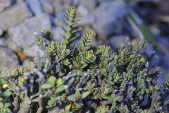 Pimelea traversii