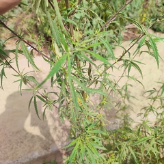 Cannabis sativa