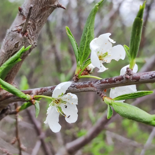 Prunus salicina var. mandshurica