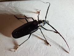 Derobrachus inaequalis