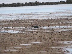 Butorides striata macrorhyncha