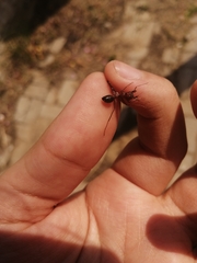 Cataglyphis nodus