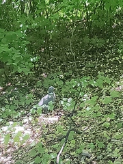 Columba palumbus