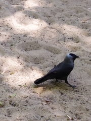 Corvus monedula