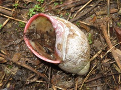 Megalobulimus capillaceus