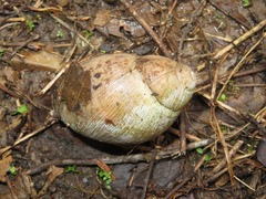Megalobulimus capillaceus