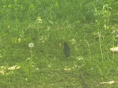 Turdus merula