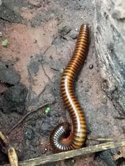 Thyropygus allevatus